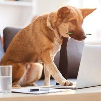 Licences pour chiens